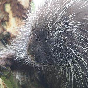 North American porcupine (Erethizon dorsatum), 2024-05-11
