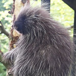 North American porcupine (Erethizon dorsatum), 2024-05-11