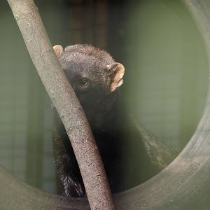 Tayra (Eira barbara), 2024-05-11