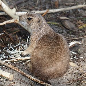 Black-tailed prairie dog (Cynomys ludovicianus), 2024-05-11