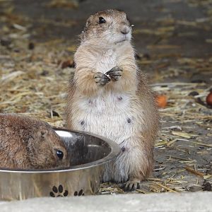 Black-tailed prairie dog (Cynomys ludovicianus), 2024-05-11