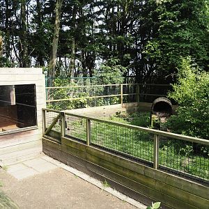 Striped skunk exhibit, 2024-05-11