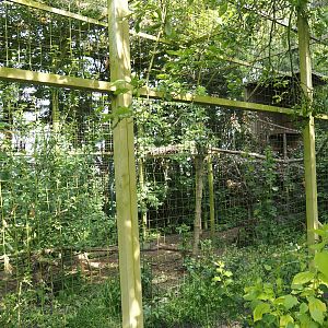 Red-legged seriema aviary, 2024-05-11