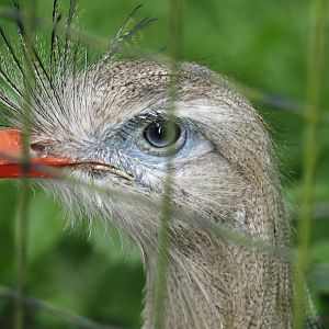 Red-legged seriema (Cariama cristata), 2024-05-11