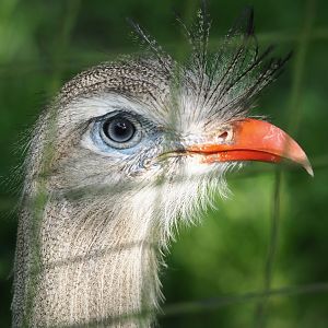 Red-legged seriema (Cariama cristata), 2024-05-11