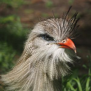 Red-legged seriema (Cariama cristata), 2024-05-11
