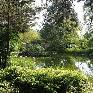 Greater flamingo pond, 2024-05-11