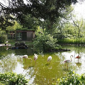 Greater flamingo pond, 2024-05-11