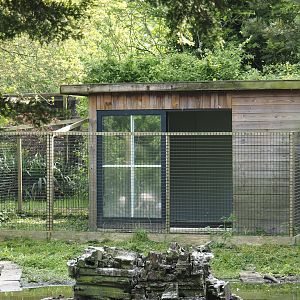 Greater flamingo holding, 2024-05-11