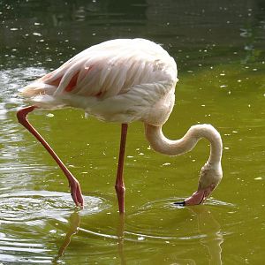 Greater flamingo (Phoenicopterus roseus), 2024-05-11