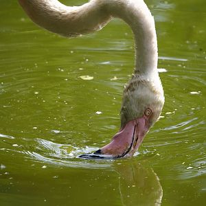 Greater flamingo (Phoenicopterus roseus), 2024-05-11