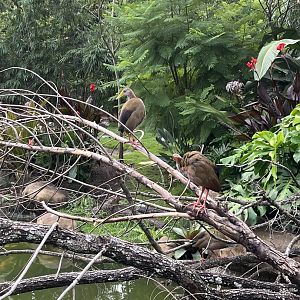 Birds of the World- South American Wetlands