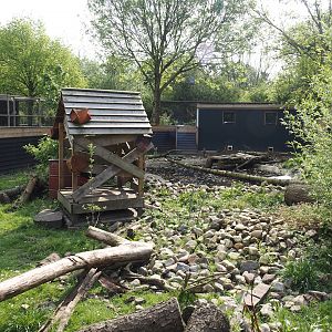 Asian small-clawed otter exhibit, 2024-05-11