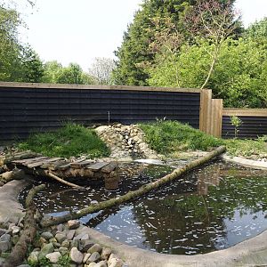Asian small-clawed otter exhibit, 2024-05-11