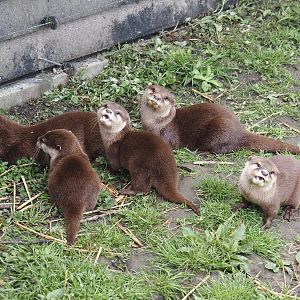 Asian small-clawed otters (Aonyx cinerea), 2024-05-11