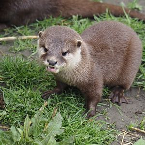 Asian small-clawed otter (Aonyx cinerea), 2024-05-11