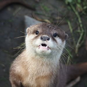 Asian small-clawed otter (Aonyx cinerea), 2024-05-11