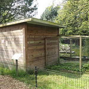 Greater flamingo holding, 2024-05-11