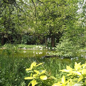 Greater flamingo pond, 2024-05-11