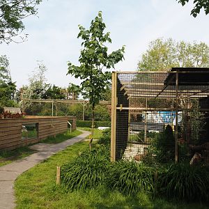 Asian small-clawed otter exhibit and Snowy owl aviary, 2024-05-11