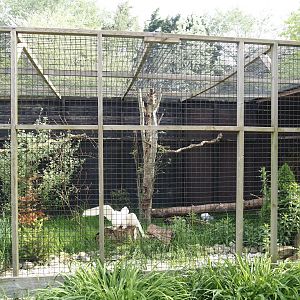 Snowy owl aviary, 2024-05-11
