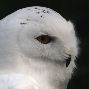 Snowy owl (Bubo scandiacus), 2024-05-11