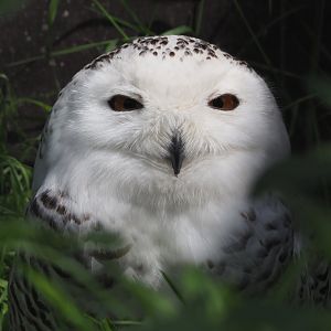 Snowy owl (Bubo scandiacus), 2024-05-11