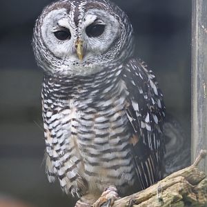 Chaco owl (Strix chacoensis), 2024-05-11