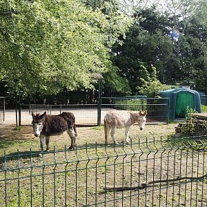 Domestic donkey paddock, 2024-05-11