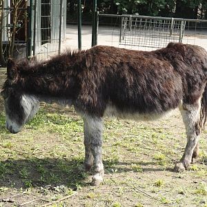 Domestic donkey (Equus africanus asinus), 2024-05-11