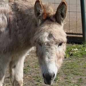 Domestic donkey (Equus africanus asinus), 2024-05-11