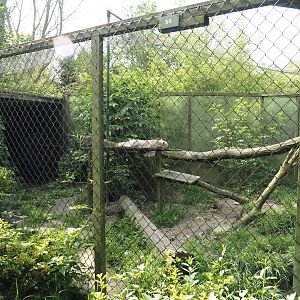 Corsac fox exhibit, 2024-05-11