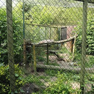 Corsac fox exhibit, 2024-05-11