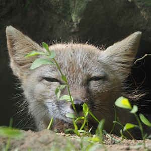 Corsac fox (Vulpes corsac), 2024-05-11