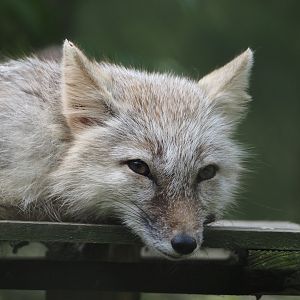 Corsac fox (Vulpes corsac), 2024-05-11