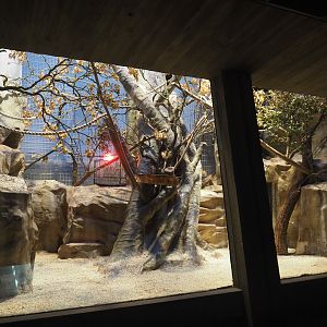 Former Hamlyn's monkey exhibit repurposed to Golden-headed lion tamarin exhibit, 2024-08-28