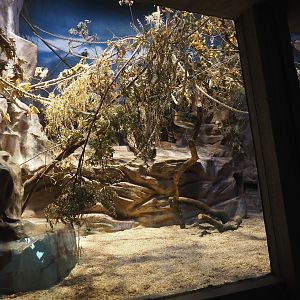 Former Hamlyn's monkey exhibit repurposed to Golden-headed lion tamarin exhibit, 2024-08-28