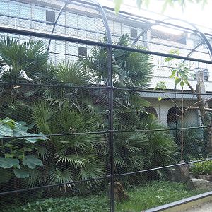 Black-casqued hornbill aviary, 2024-08-28