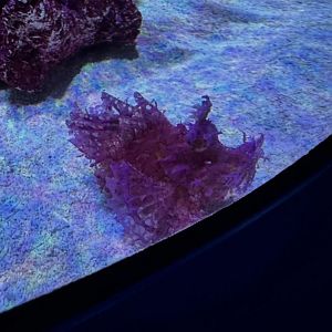 Purple Weedy Scorpionfish