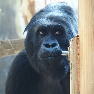 Eastern lowland gorilla (Gorilla beringei graueri) Amahoro drinking, 2024-08-28