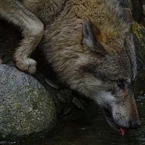 Eurasian wolf (Canis lupus lupus)