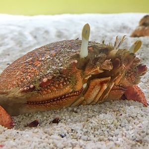 Spanner Crab (Ranina ranina)