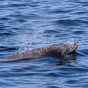 Cuvier's Beaked-Whale