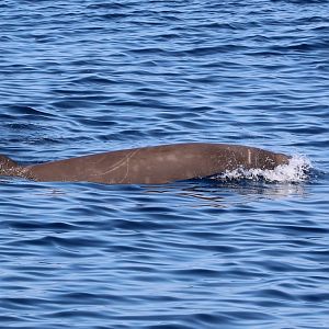 Cuvier's Beaked-Whale