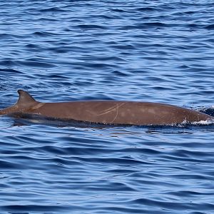 Cuvier's Beaked-Whale