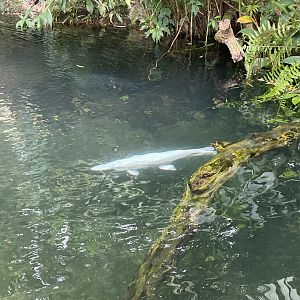 Platinum Alligator Gar (Atractosteus spatula)