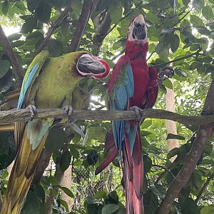 Macaws