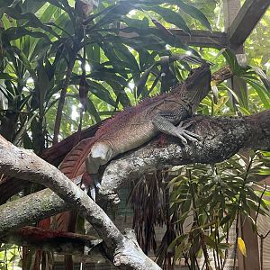 Sailfin Water Lizard (Hydrosaurus pustulatus)