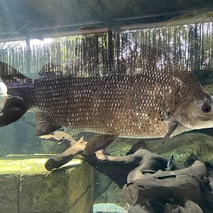 Six-banded Distichodus (Distichodus sexfasciatus)