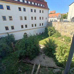 European Brown Bear Enclosure (1) - Schloss Hartenfels